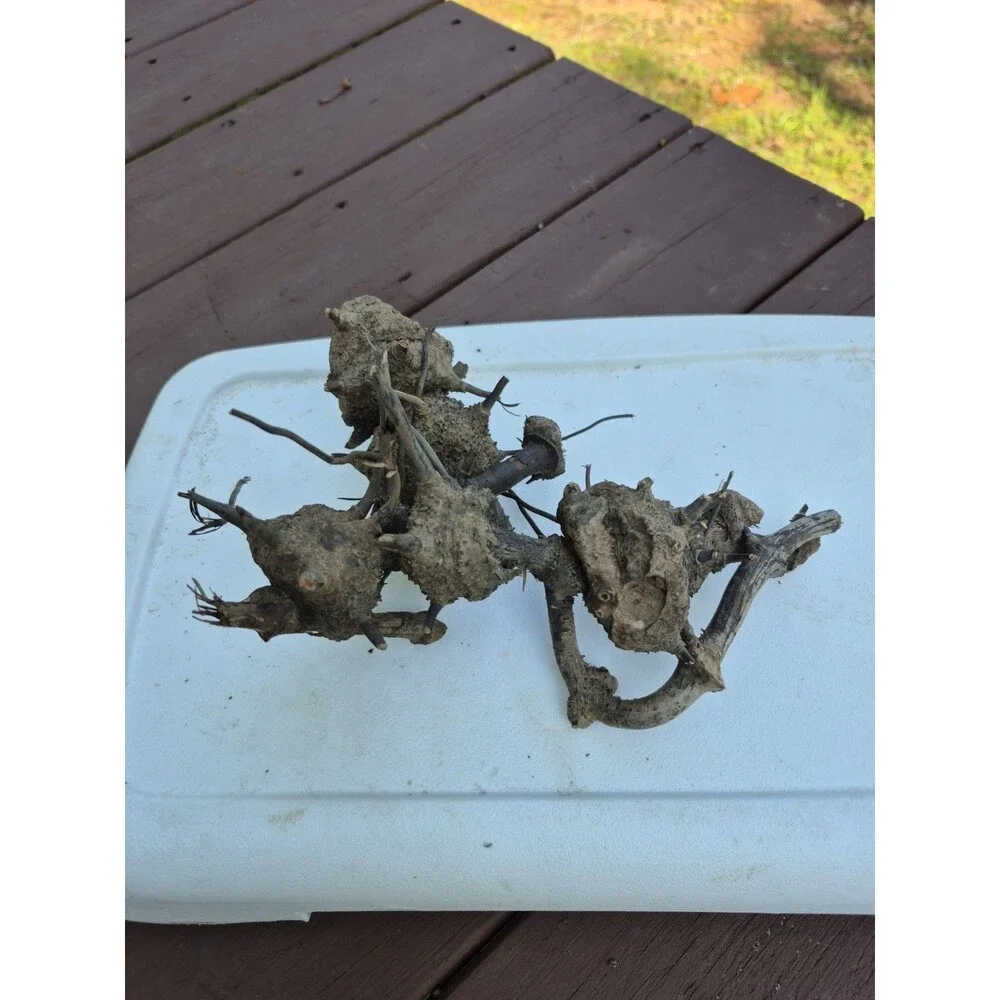 Driftwood Aquarium Supplies  Wood Art Mixed Media  Conversation Piece 8 Pcs.